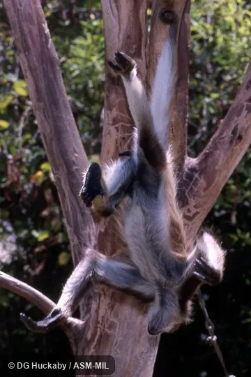 Adult hanging only by prehensile tail.  Also as Brown Spider Monkey.