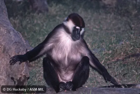 Frontal view of adult with arms spread.  Also as Collared Mangabey|White-collared Mangabey.