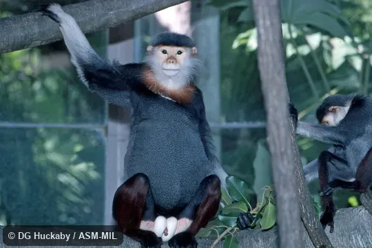 Frontal view of sitting adult male.  Also as Red-shanked Douc Langur|Red-shanked Douc Monkey.
