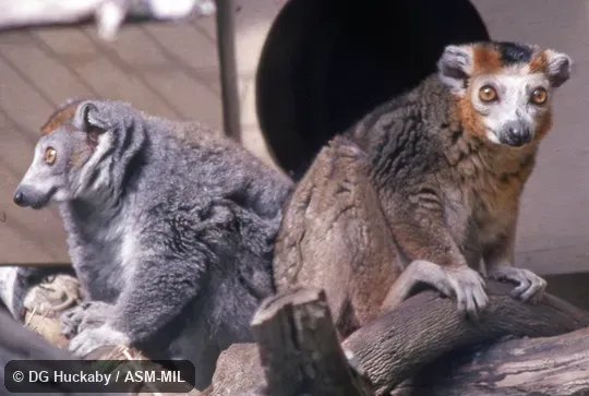 Male (brown) and female (gray) sitting