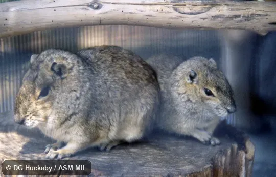 Two adults sitting together.  Also as Moco.