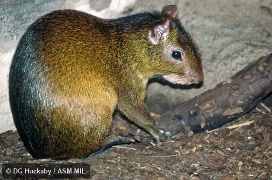 Side view of sitting adult.  Also as Brazilian Agouti|Orange-rumped Agouti|Red-rumped Agouti.