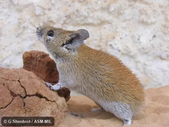 Side view of adult.  Image on cover of Journal of Mammalogy 91(4)