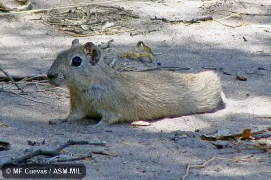 Quartering front view of reclining adult.  Image on cover of Journal of Mammalogy 92(6)