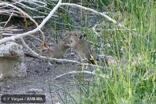 Two adults interacting.  Also as Degu.