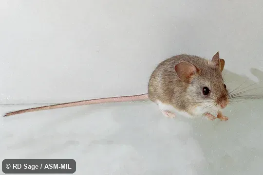 Side view of adult.  Image on cover of Journal of Mammalogy 92(6).  Also as Eastern Patagonian Laucha|Highland Gerbil Mouse.