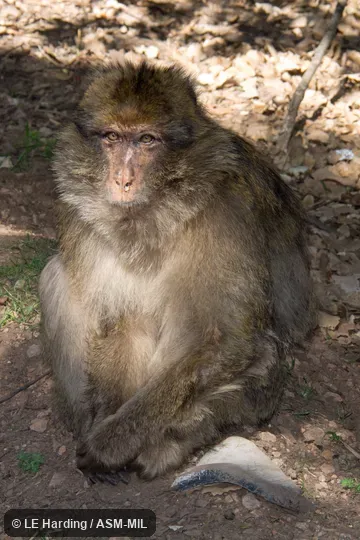 Sitting adult.  Also as Barbary Ape.