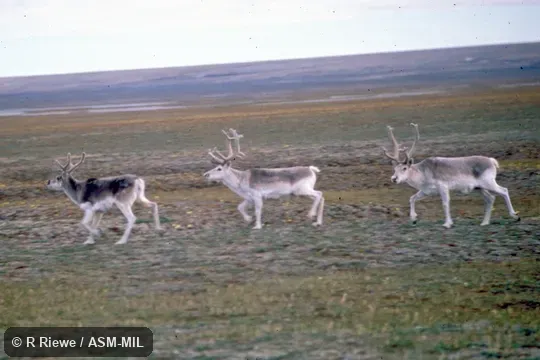 Side view of three males.  Rangifer tarandus pearyi.  Also as Rangifer arcticus pearyi, Peary's Caribou|Ellesmere Land Caribou.