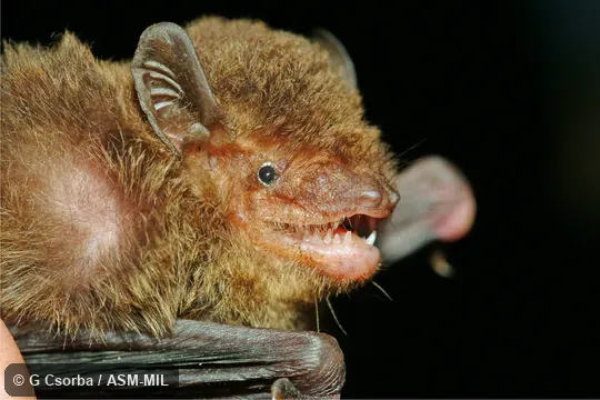 Close-up of side of head; paratype; HNHM 2006.34.37