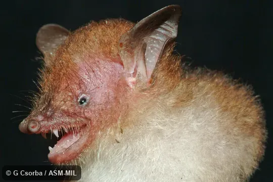 Close-up of side of head of holotype; HNHM 2010.20.1.