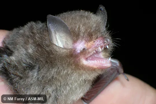 Close-up of head (HNHM.2007.27.8)