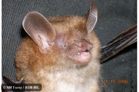 Close-up of head (NF.301006.1, housed in the collection of Vu Dinh Thong, Institute of Ecology and Biological Resources, Hanoi, Vietnam).  Formerly Murina tiensa.  Also as Harrison's Murine Bat.