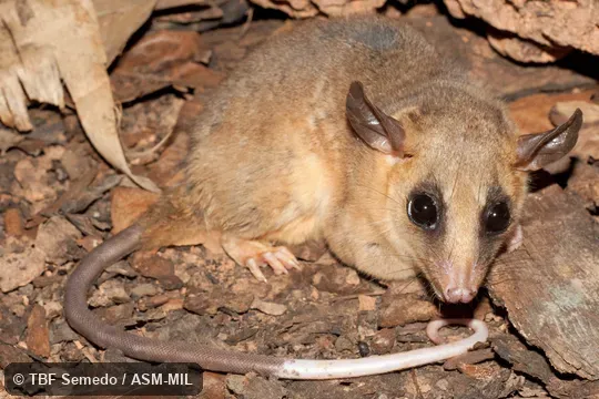 Lateral view of adult caught in live trap set in vines.  Formerly as Micoureus constantiae.  Also as Bay-colored Mouse Opossum|Pale-bellied Woolly Mouse Opossum.