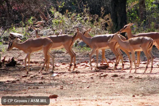 Small group of females.  Aepyceros melampus petersi.  Also as Aepyceros petersi, Black-faced Impala.