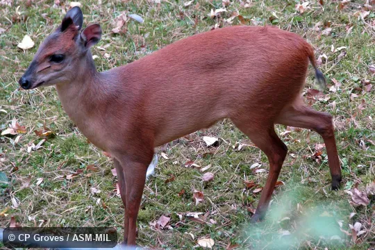 Single adult.  Cephalophus natalensis natalensis.  Also as Natal Red Duiker.  Formerly Cephalophus natalensis.