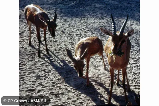 One male and two females.  Gazella bennettii bennettii.  Also as Indian Gazelle|Deccan Chinkara.