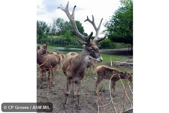 Frontal view of adult male in velvet. Formerly as Przewalskium albirostris. Also as Thorold's Deer. Frontal view of adult male in velvet. Formerly as Przewalskium albirostris. Also as Thorold's Deer.