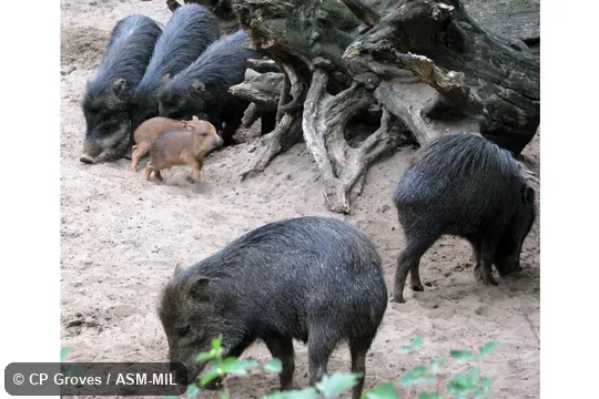 Adults and young.