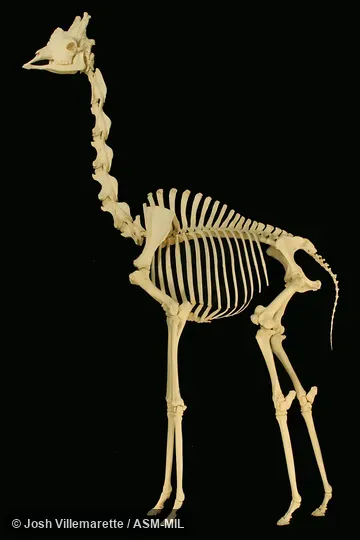 Lateral view of mounted skeleton.  Giraffa giraffa giraffa.  Formerly as Giraffa camelopardalis giraffa or Giraffa giraffa, Cape Giraffe, South African Giraffe.