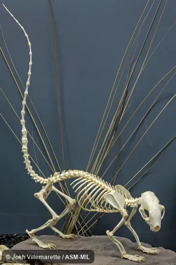 Lateral view of mounted skeleton with tail raised