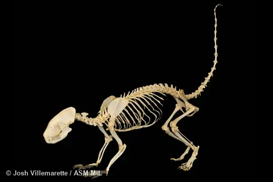 Lateral view of mounted skeleton with tail raised