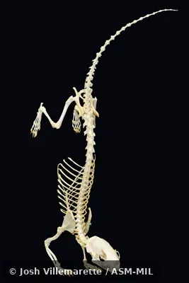 Diagonal anterior view of mounted skeleton on front feet with tail raised.  Formerly Eastern Spotted Skunk.