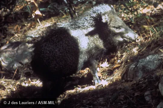Side view of alarmed animal. Formerly as Pecari tajacu or Pecari angulatus, Javelina. Side view of alarmed animal. Formerly as Pecari tajacu or Pecari angulatus, Javelina.