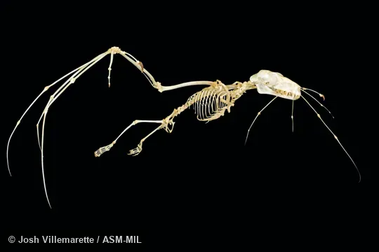 Diagonal anterior view of mounted skeleton with wings spread