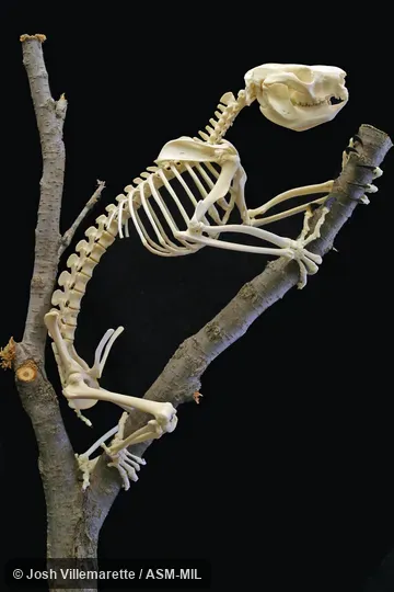 Lateral view of mounted skeleton on diagonal branch.  Also as Koala Bear, Monkey Bear, Native Bear.