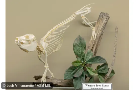 Lateral view of mounted skeleton.  Also as Beecroft's Tree Hyrax.