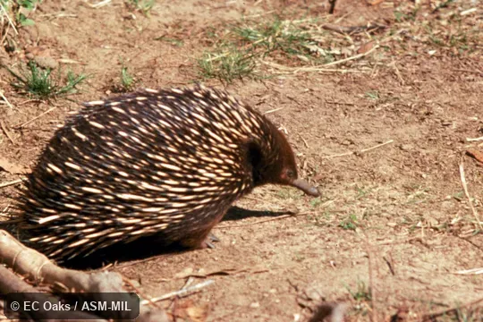 Side view.  Also as Australian Echidna|Short-nosed Echidna|Spiny Anteater|Bristly Echidna.