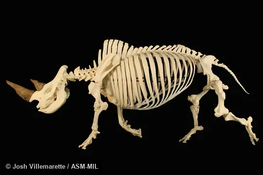 Lateral view of mounted skeleton of trotting animal.  Also as Square-lipped Rhinoceros, Southern White Rhinoceros.