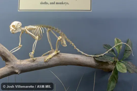 Lateral view of mounted skeleton on branch.  Also as White-tufted-ear Marmoset.  Formerly Cebidae (Callitrichinae).