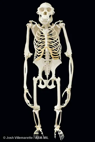 Anterior view of mounted skeleton standing on hind feet.  Also as Common Chimpanzee.