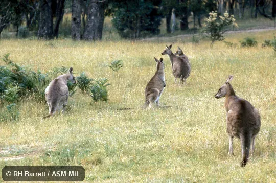 View of group feeding.  Also as Eastern Grey Kangaroo|Forester|Great Grey Kangaroo|Scrub Kangaroo|Scrubber.
