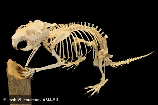 Lateral view of mounted skeleton.  Also as American Beaver, Canadian Beaver.