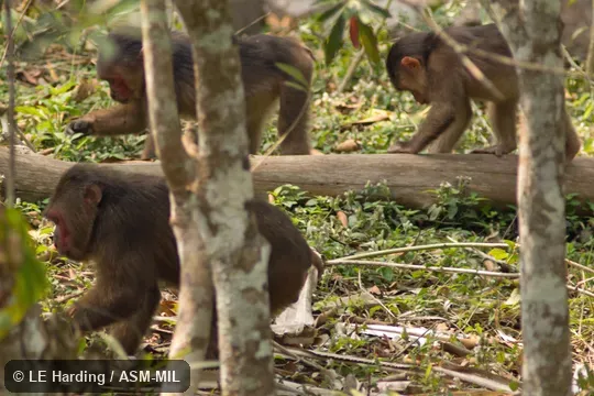 Group foraging.  Also as Bear Macaque|Stumptail Macaque.
