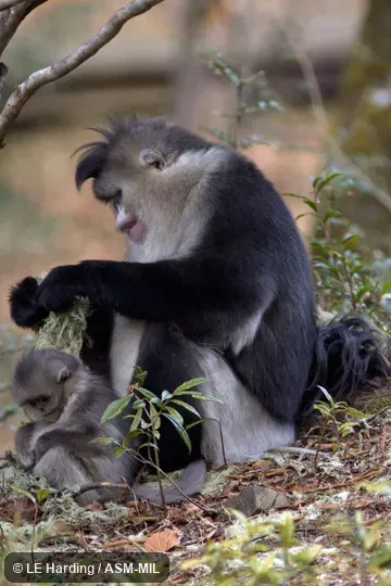 Adult female with infant, foraging on lichens. Formerly in Pygathrix. Also as Black Snub-nosed Monkey. Adult female with infant, foraging on lichens. Formerly in Pygathrix. Also as Black Snub-nosed Monkey.