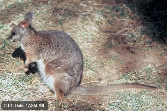 Notamacropus eugenii derbianus. Side view. Formerly Macropus eugenii. Also as Dama Wallaby. Notamacropus eugenii derbianus. Side view. Formerly Macropus eugenii. Also as Dama Wallaby.