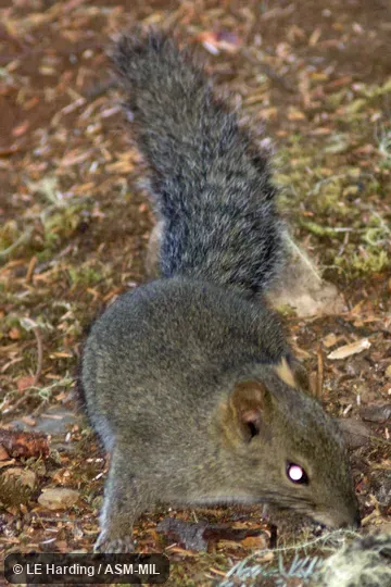 Front view of animal on ground Front view of animal on ground