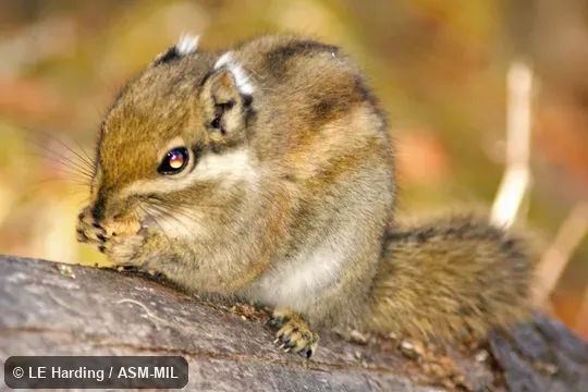 Close up of anterior end of adult feeding on branch