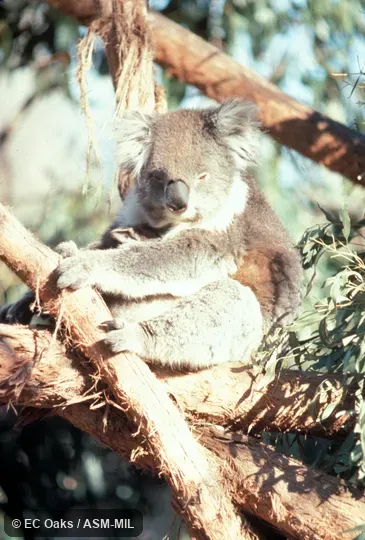 Front view, sitting, with young.  Also as Koala Bear|Monkey Bear|Native Bear.