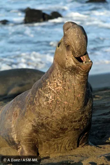 Adult male in threat display.  Also as Northern Sea Elephant.