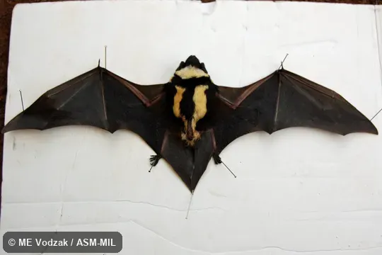 Ventral view of pinned specimen.  Formerly Niumbaha superba.  Also as Badger Bat|Pied Bat|Superb Butterfly Bat.