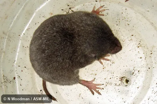 Formerly Soricomorpha.  Also as Tropical Shrew|Tropical Small-eared Shrew.
