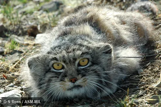 Frontal view of face.  Formerly Felis manul.  On cover of Journal of Mammalogy 93(5).  Also as Manul|Steppe Cat.