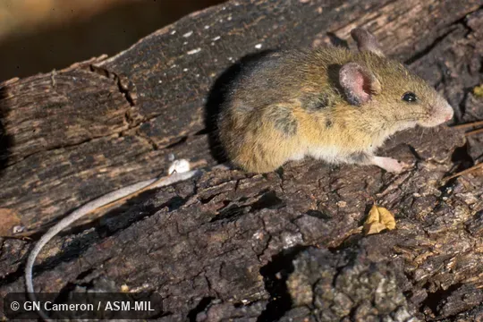 Lateral view of adult. Formerly Oryzomys couesi mexicanus,  Coues's Marsh Rice Rat.