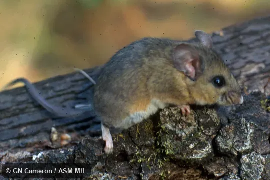 Lateral view of adult.