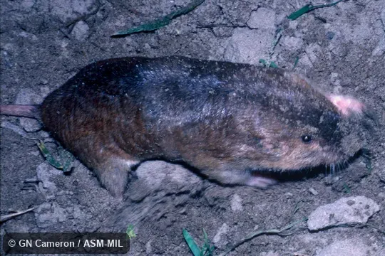 Dorso-lateral view of digging adult.  Also as Victoria Pocket Gopher.