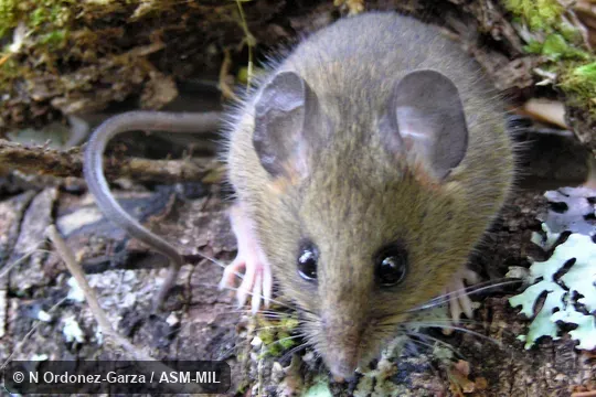 Anterior view of adult; tail visible.  Reithrodontomys australis dorsalis.  Formerly Reithrodontomys sumichrasti dorsalis, Sumichrast's Harvest Mouse.